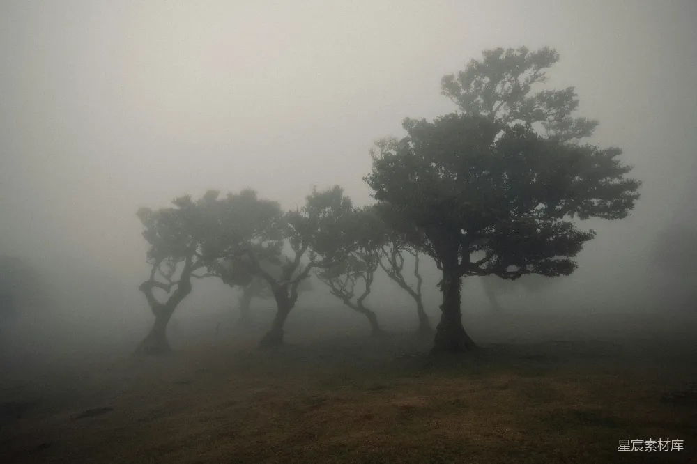 高清摄影 自然 雾 树木 宁静 风景 雾中的森林剪影