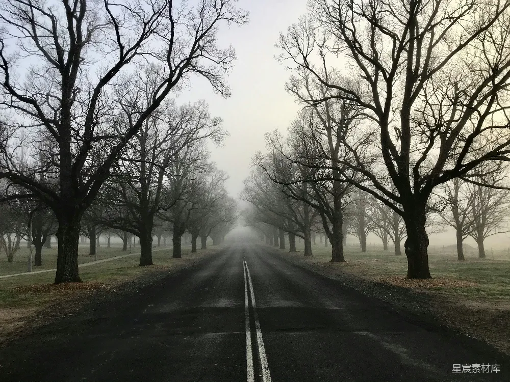 高清摄影 雾景 树木 路途 宁静 自然 雾中树道