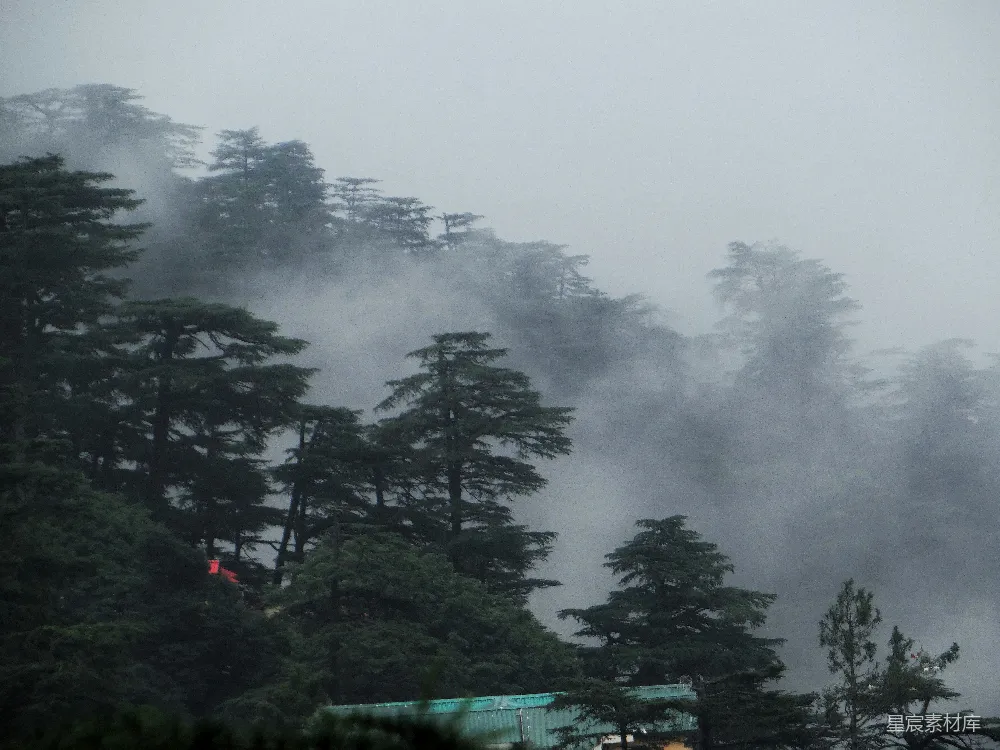高清摄影 自然 森林 雾气 宁静 风景 雾中松林
