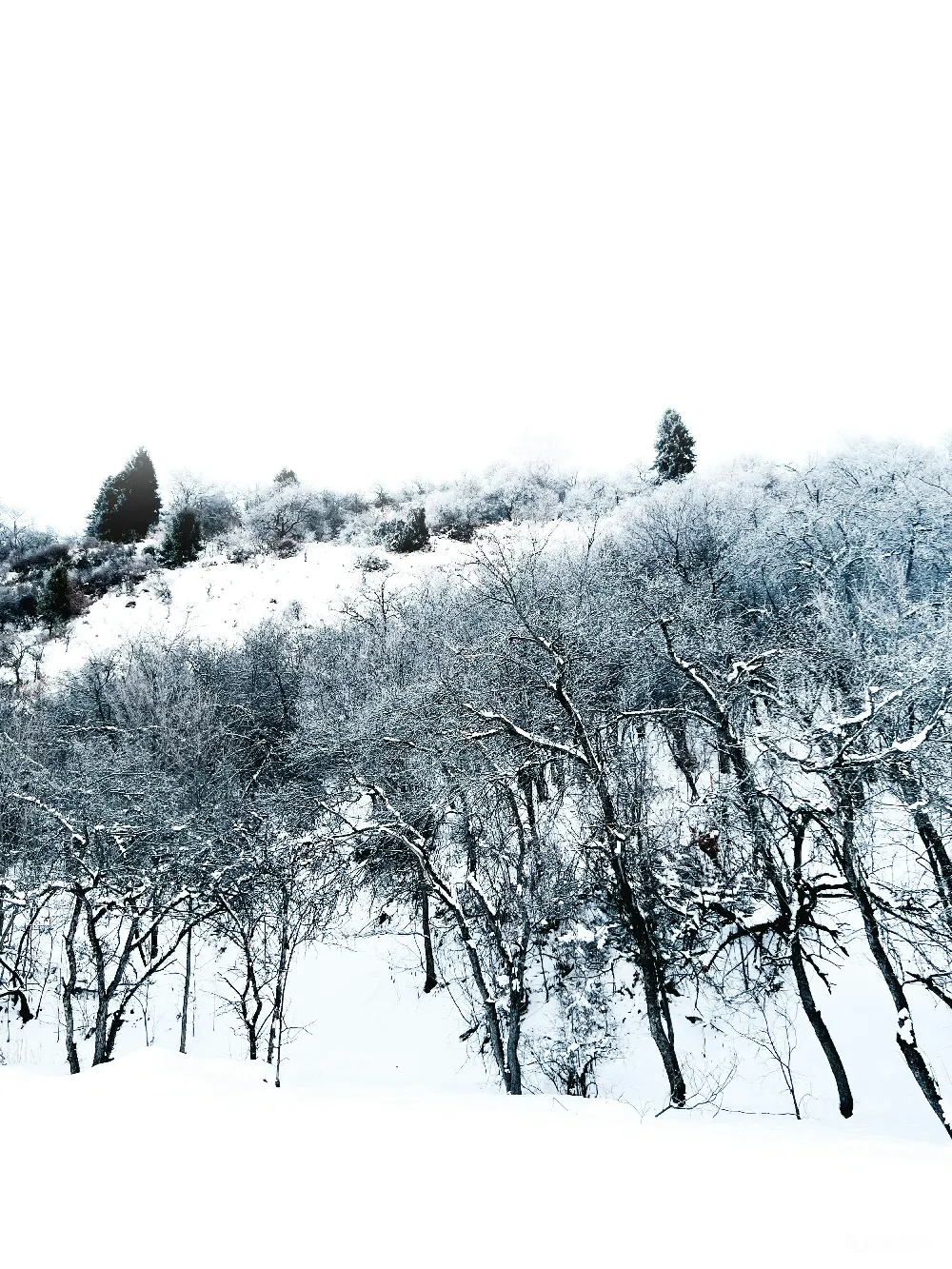 高清摄影 雪景 森林 冬季 自然 宁静 冬日雪景中的静谧森林