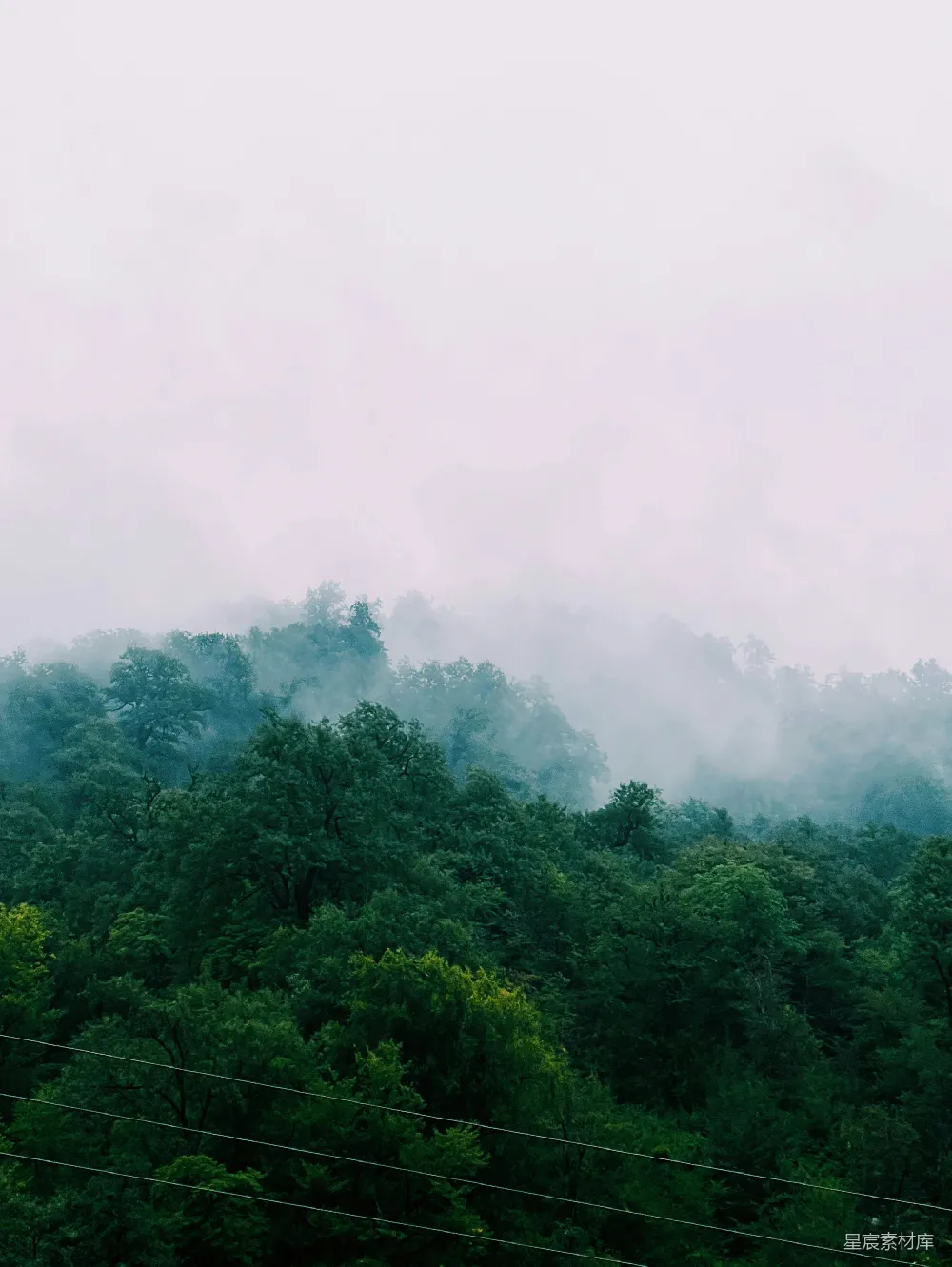 高清摄影 自然 风景 清晨 宁静 森林 雾中森林