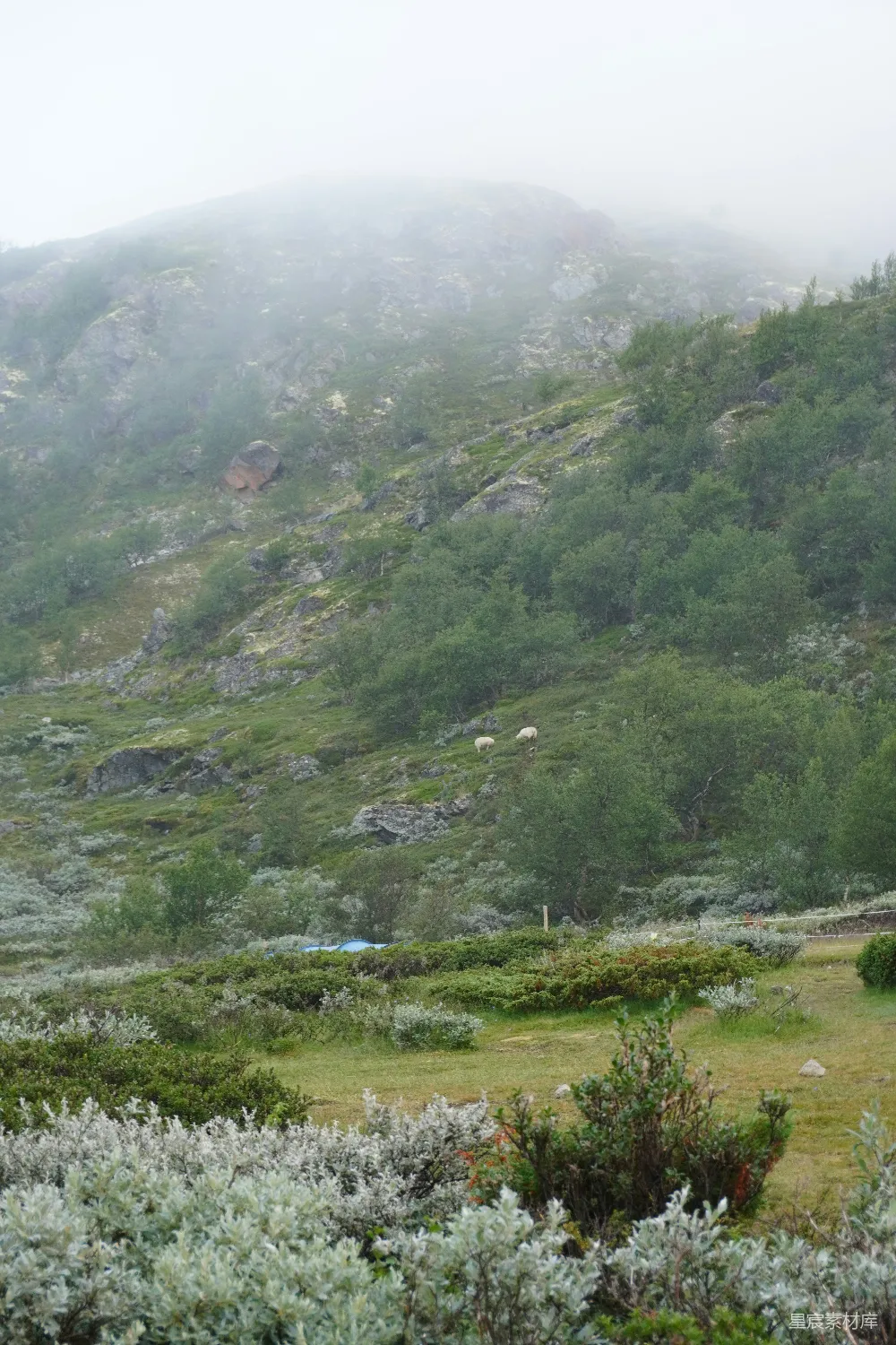高清摄影 山间 雾气 自然风光 宁静 户外 雾中宁静的山间牧场