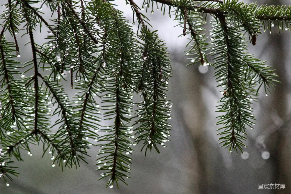 高清摄影 自然 雨滴 松树 清新 森林 雨后松针
