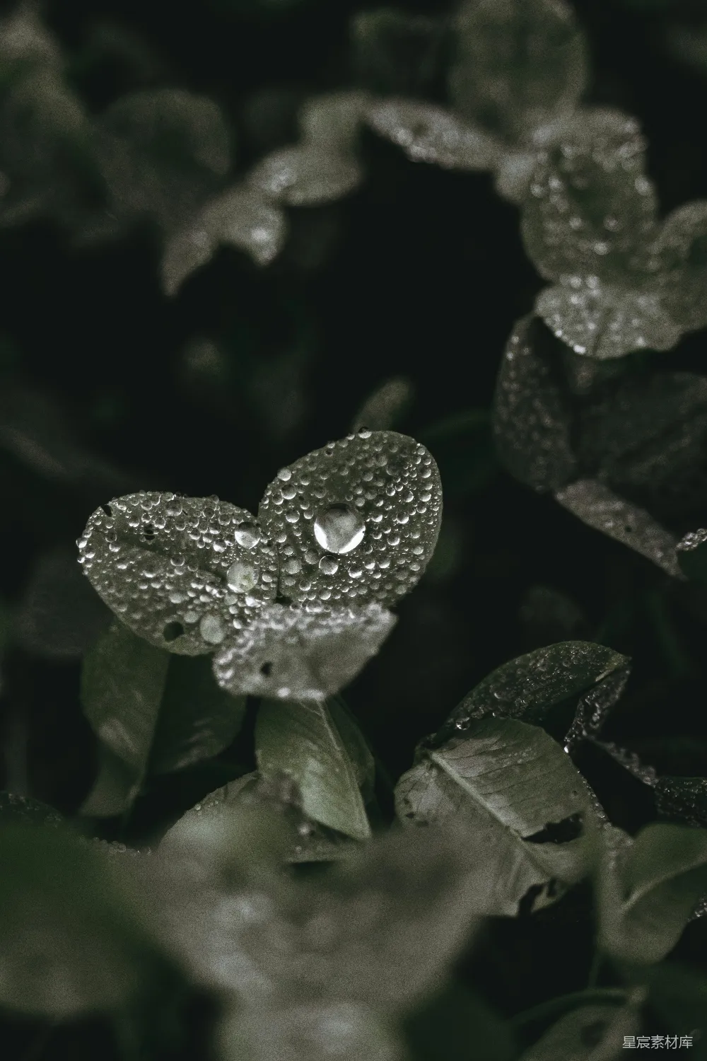 高清摄影 自然 露珠 心形 植物 静谧 露珠中的心形