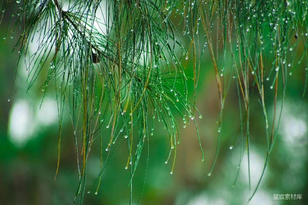 高清摄影 自然 绿色 雨滴 松树 清新 雨后松针