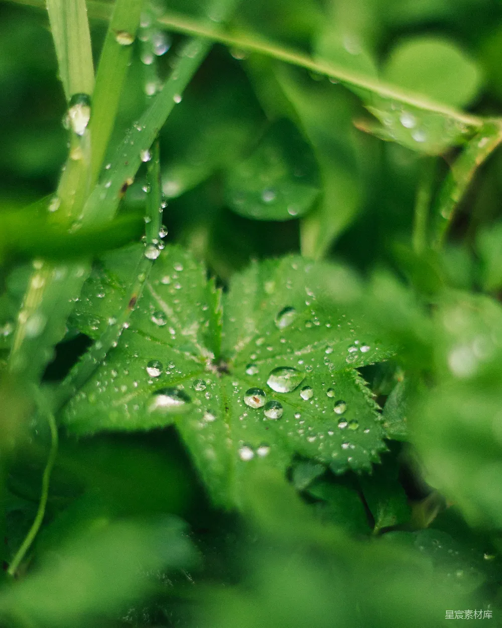 高清摄影 自然 清新 露珠 植物 微距 露珠点缀的绿叶