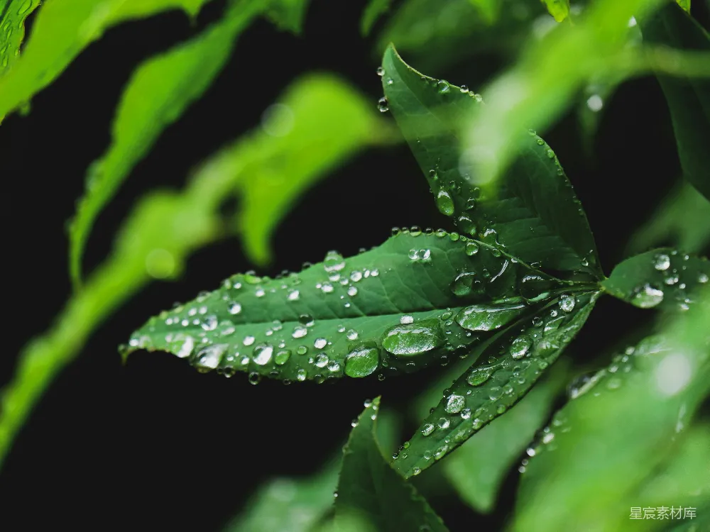 高清摄影 绿色 雨滴 自然 清新 宁静 雨后绿叶的清新之美
