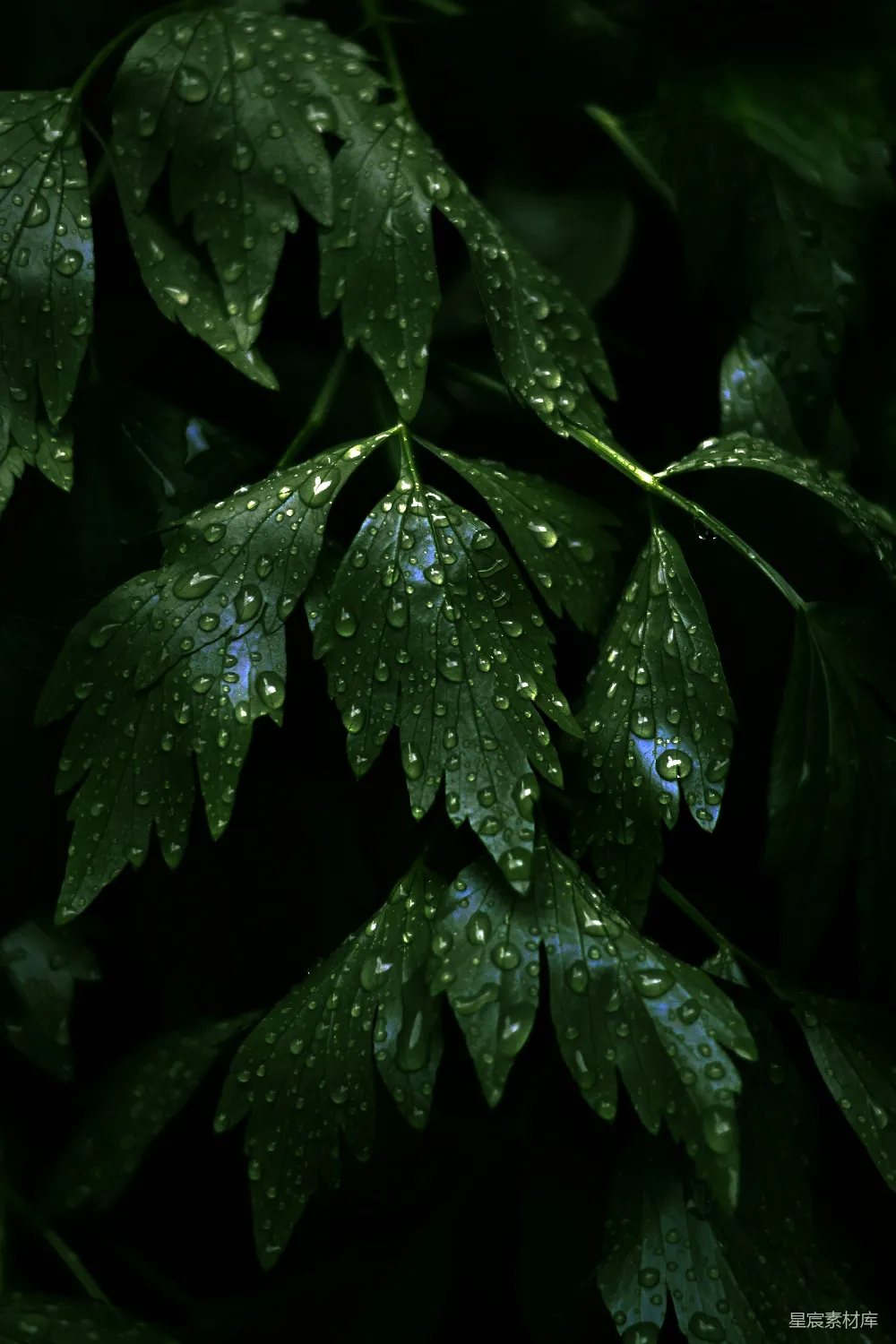 高清摄影 自然 绿色 雨滴 树叶 清新 雨后翠绿的叶片