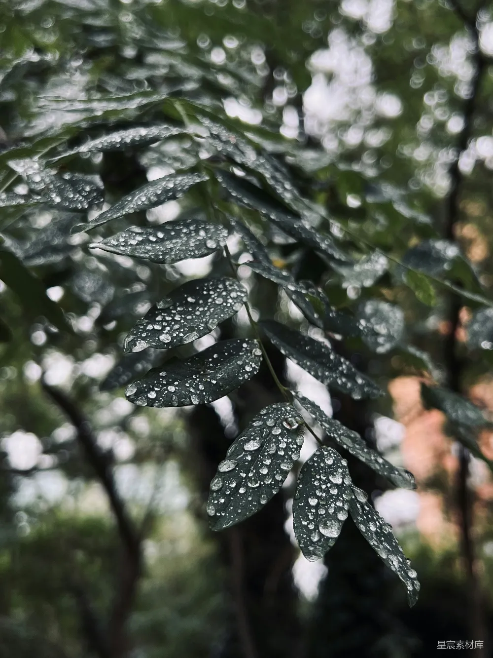 高清摄影 自然 雨滴 树叶 清新 摄影 雨后绿叶特写