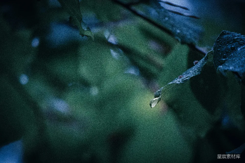 高清摄影 雨夜 微光 自然 宁静 摄影 雨夜的微光