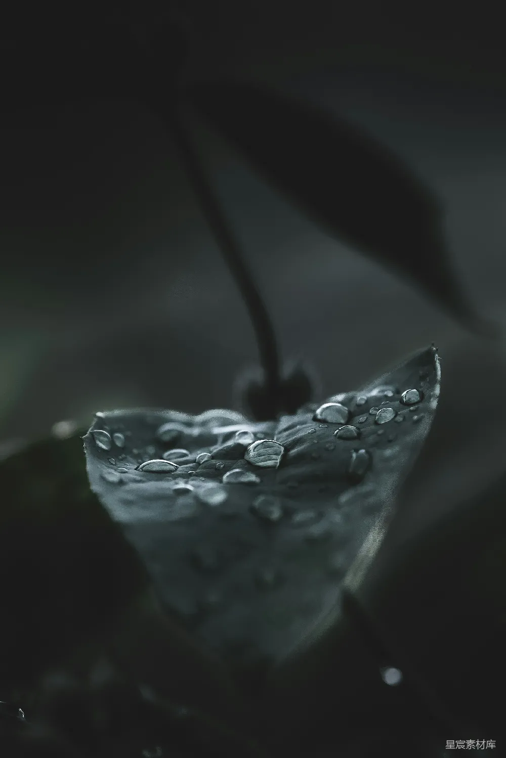高清摄影 雨滴 叶子 自然 微距 清新 雨后叶尖