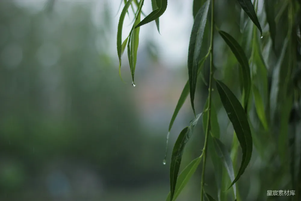 图片展示了雨后柳叶的特写，水珠挂在叶片边缘，背景模糊，营造出一种清新自然的氛围。适合用于表达雨后清新、自然美景的主题。