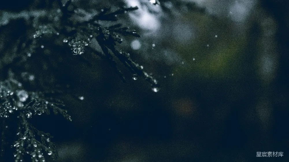 高清摄影 冬夜 松枝 雪花 自然 宁静 冬夜的松枝与雪花