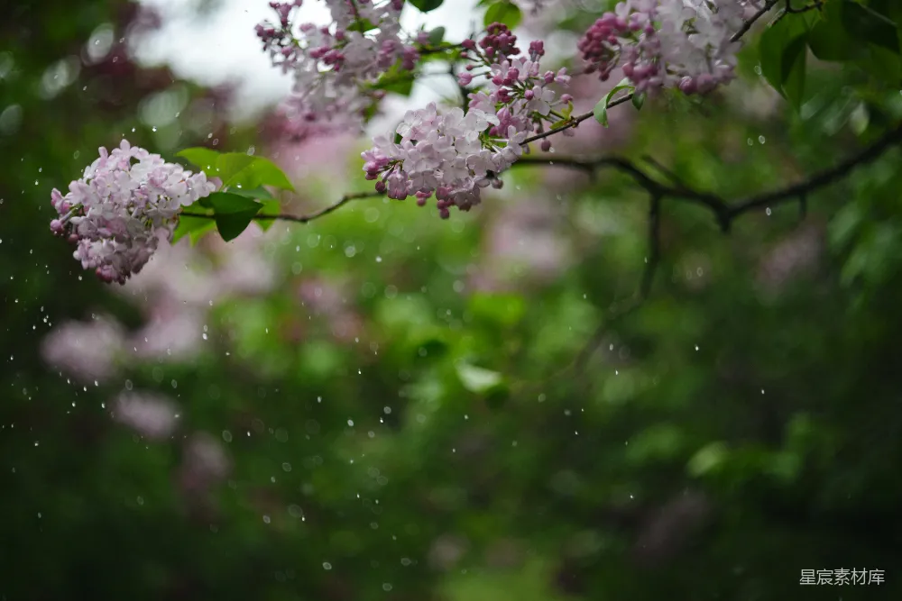 高清摄影 丁香花 雨景 自然 花卉 清新 雨后丁香花