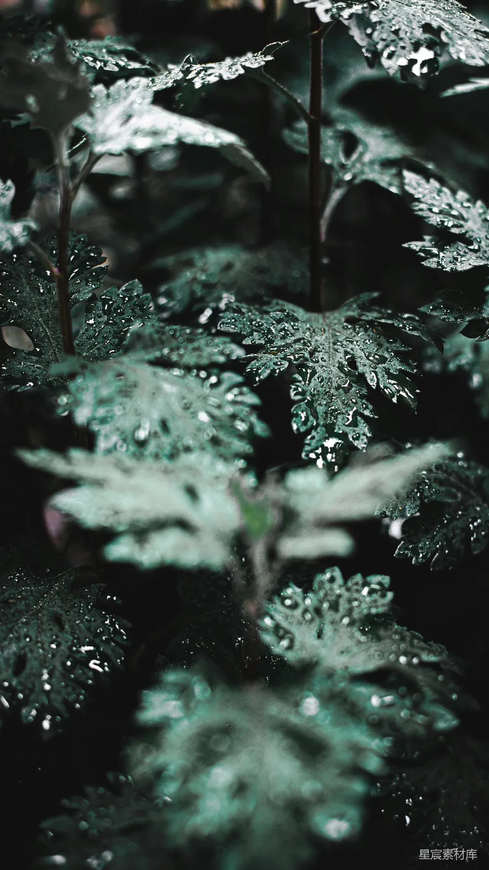 高清摄影 自然 植物 露珠 清新 雨后 雨后叶尖的露珠