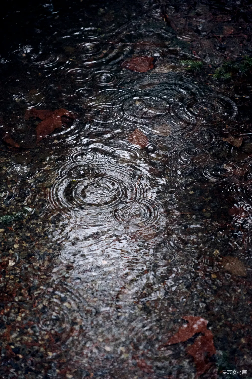 高清摄影 雨滴 涟漪 自然 宁静 户外 雨滴涟漪