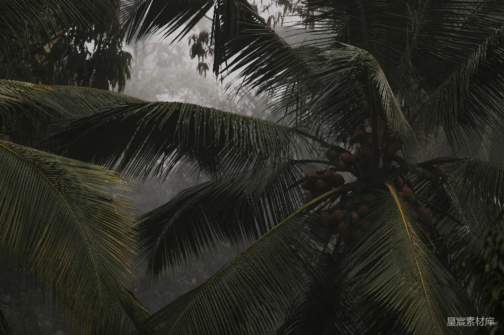 高清摄影 热带雨林 自然风光 棕榈树 雨季 自然之美 热带雨林中的棕榈树