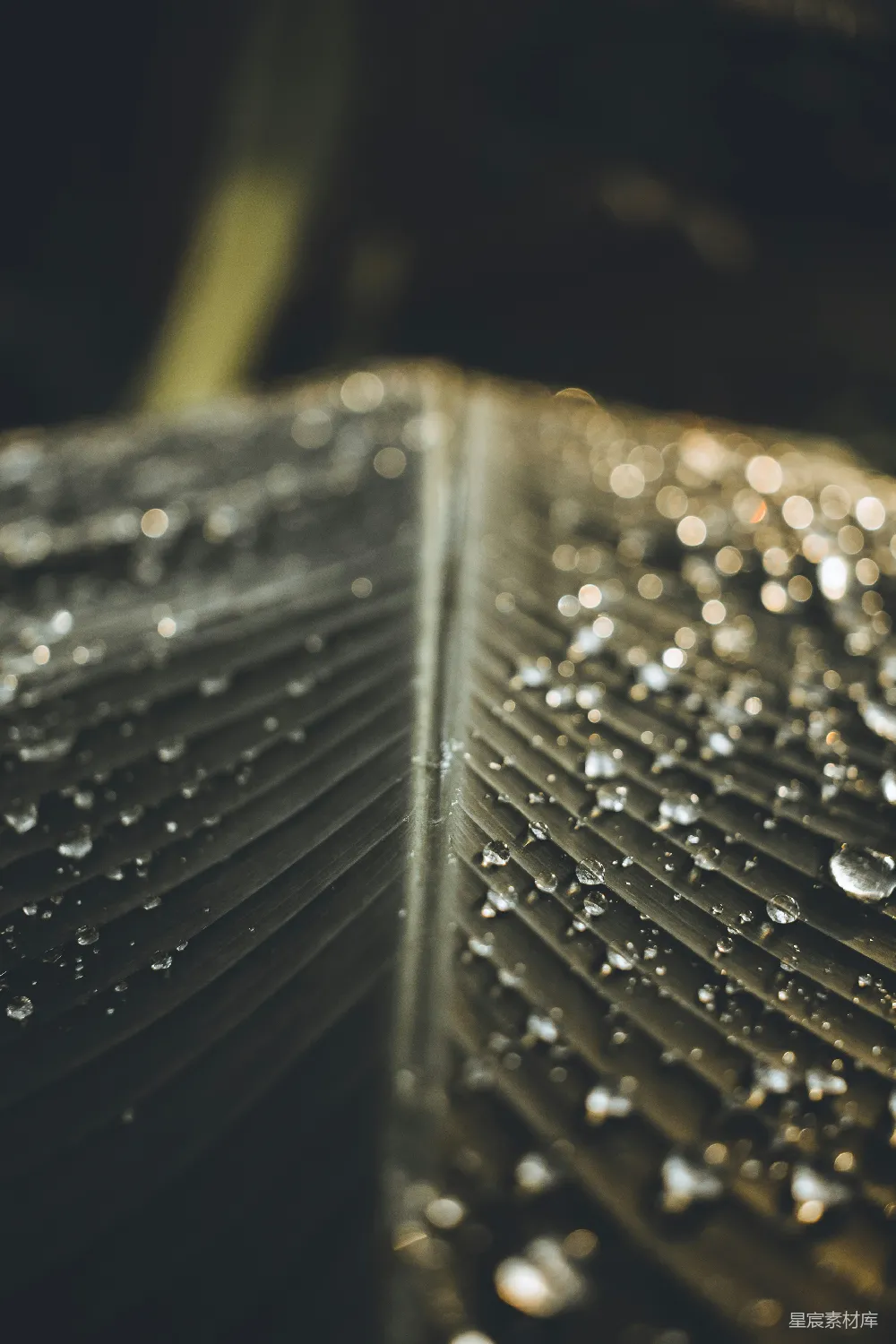高清摄影 自然 雨滴 纹理 微距 清新 雨后叶脉的晶莹