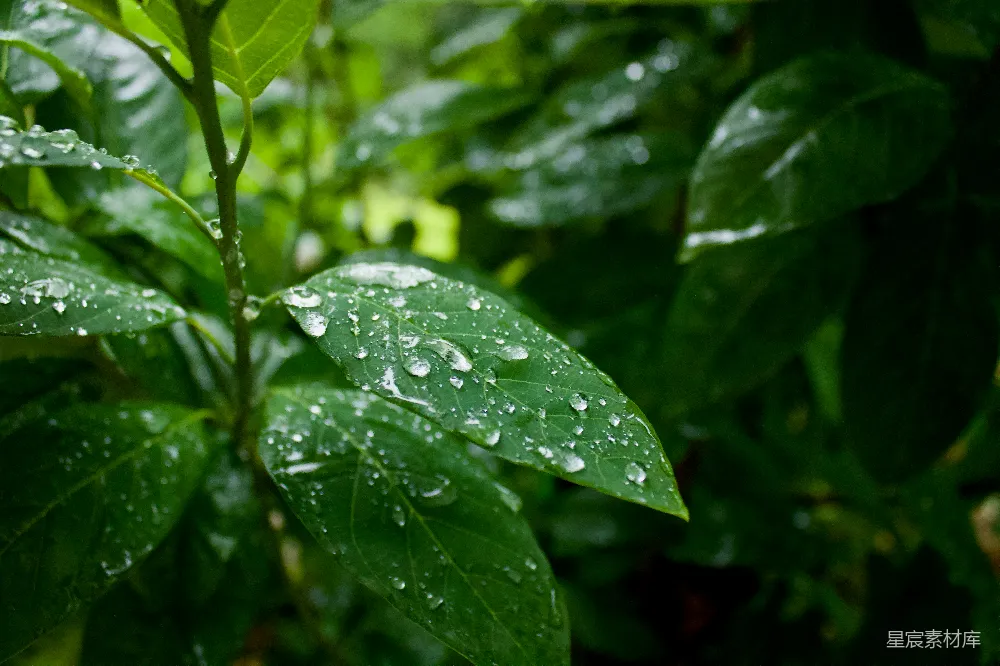 这张图片展示了雨后树叶上的水珠，叶片呈现出清新的绿色，水珠在阳光下闪闪发光，给人一种宁静而清新的感觉。适合用于自然、清新、雨后等主题的背景或装饰。
