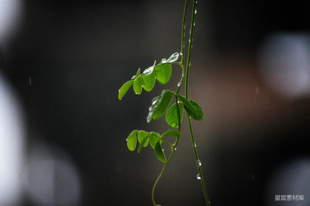 高清摄影 自然 清新 雨滴 植物 雨后 雨后清新的绿叶