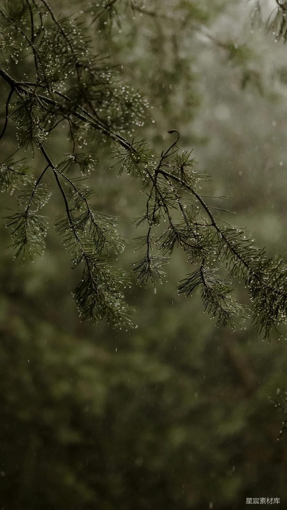 高清摄影 自然 雨景 松针 清新 雨后 雨后松针