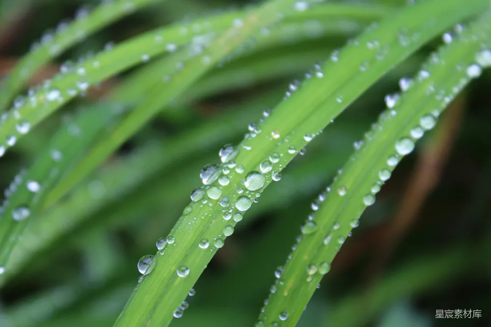 高清摄影 自然 露珠 清新 植物 摄影 晨露下的绿叶