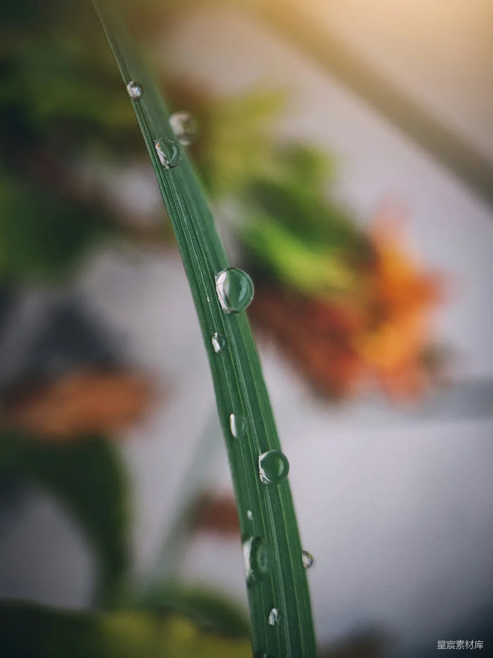 高清摄影 露珠 自然 植物 清新 微距摄影 露珠下的绿色奇迹