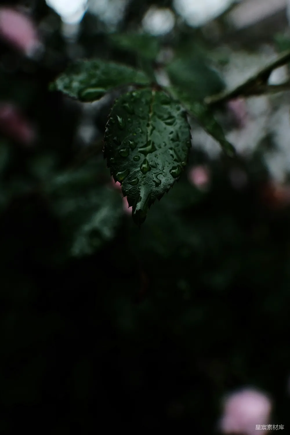 这张图片展示了雨后树叶上的水珠，背景模糊，突出了叶子的清新与自然之美。雨后的叶子上水珠晶莹剔透，给人一种清新、宁静的感觉，适合用于自然、清新、雨后等主题的背景或素材。