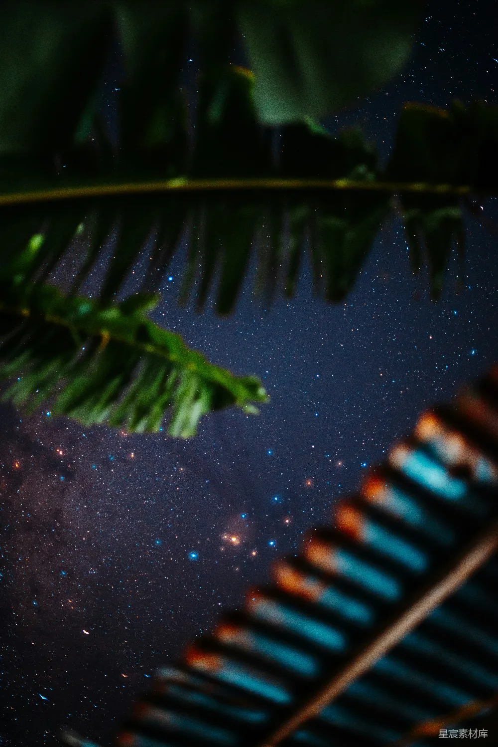高清摄影 夜空 星河 自然 叶子 宁静 夜空中闪烁的叶子