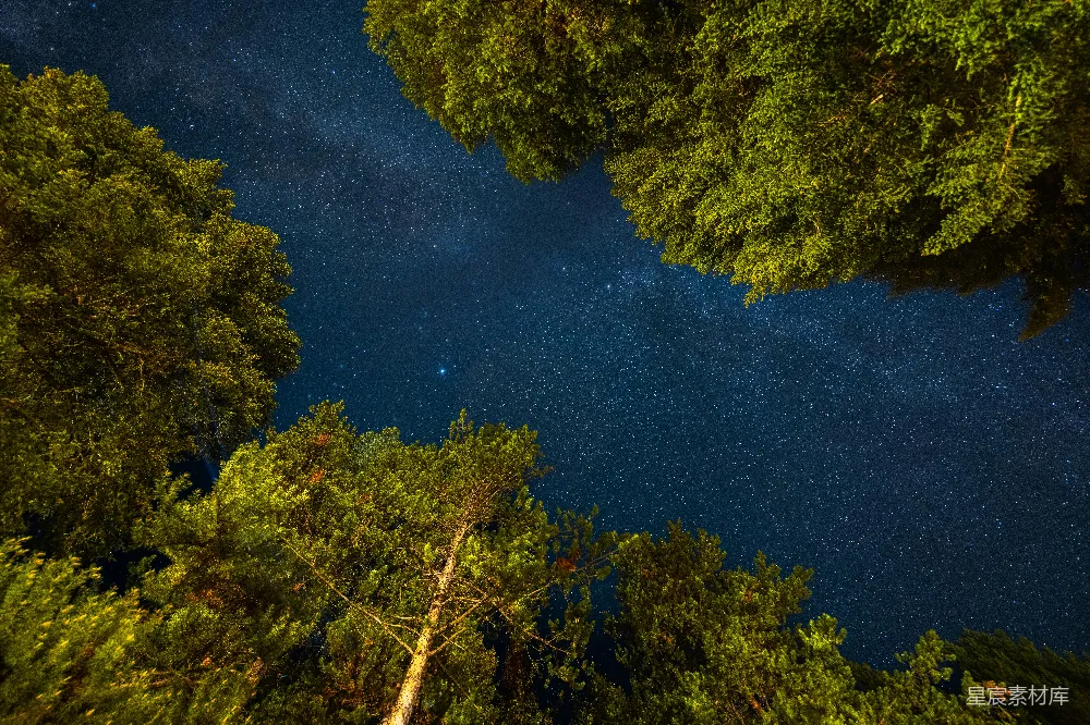 高清摄影 森林 夜景 星空 自然 宁静 夜空下的森林