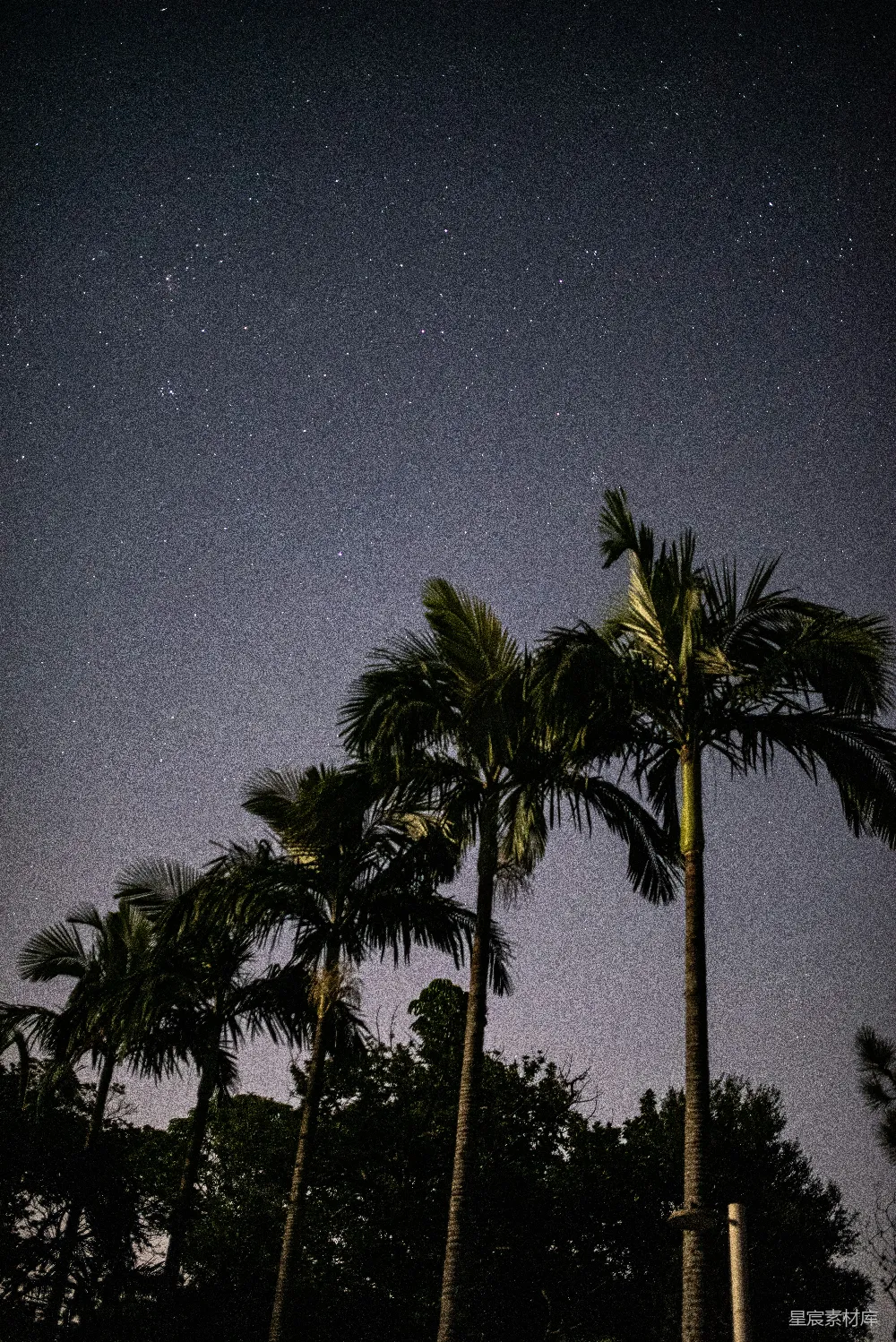 这张图片展示了夜晚的星空下，几棵高耸的椰子树的剪影。树木的轮廓在黑暗的夜空中显得格外突出，星星点缀着深邃的夜空，营造出一种宁静而神秘的氛围。适合用于展示自然风光、夜景摄影或旅行主题的内容。