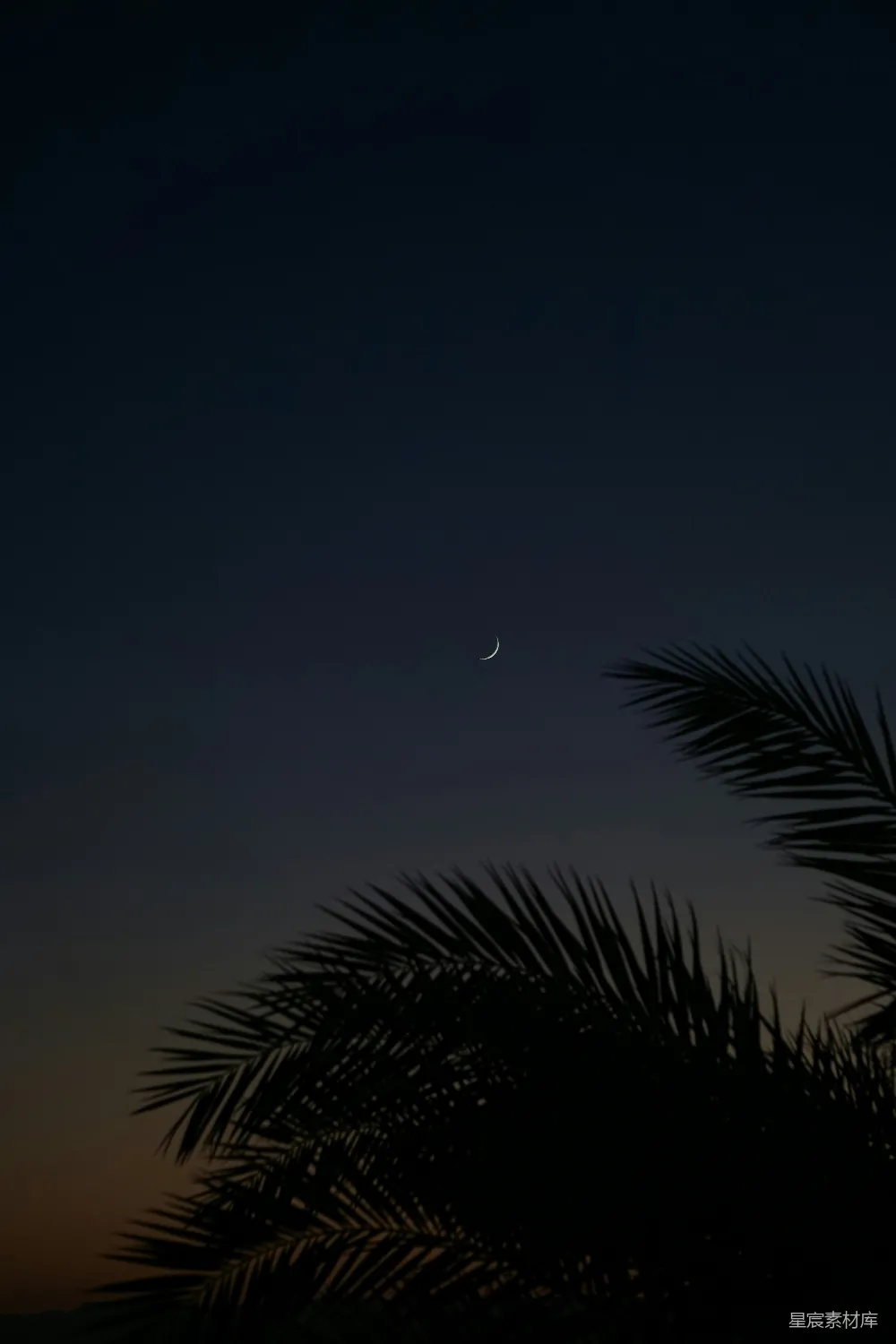 高清摄影 夜景 新月 棕榈树 宁静 自然 夜幕下的新月与棕榈树