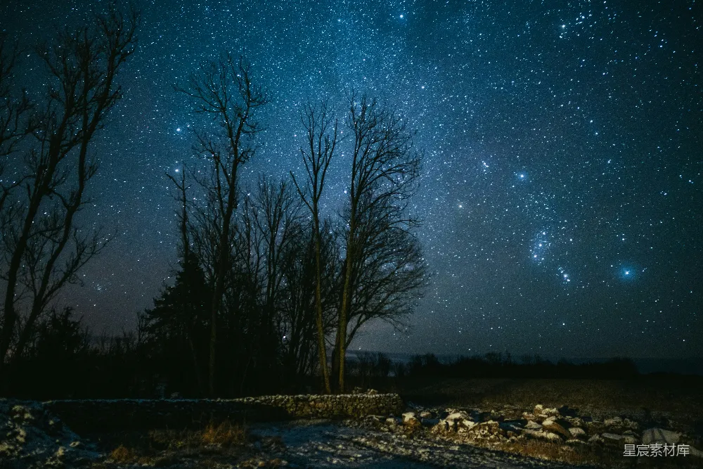 高清摄影 星空 冬季 夜景 自然 宁静 冬夜星空下的树影