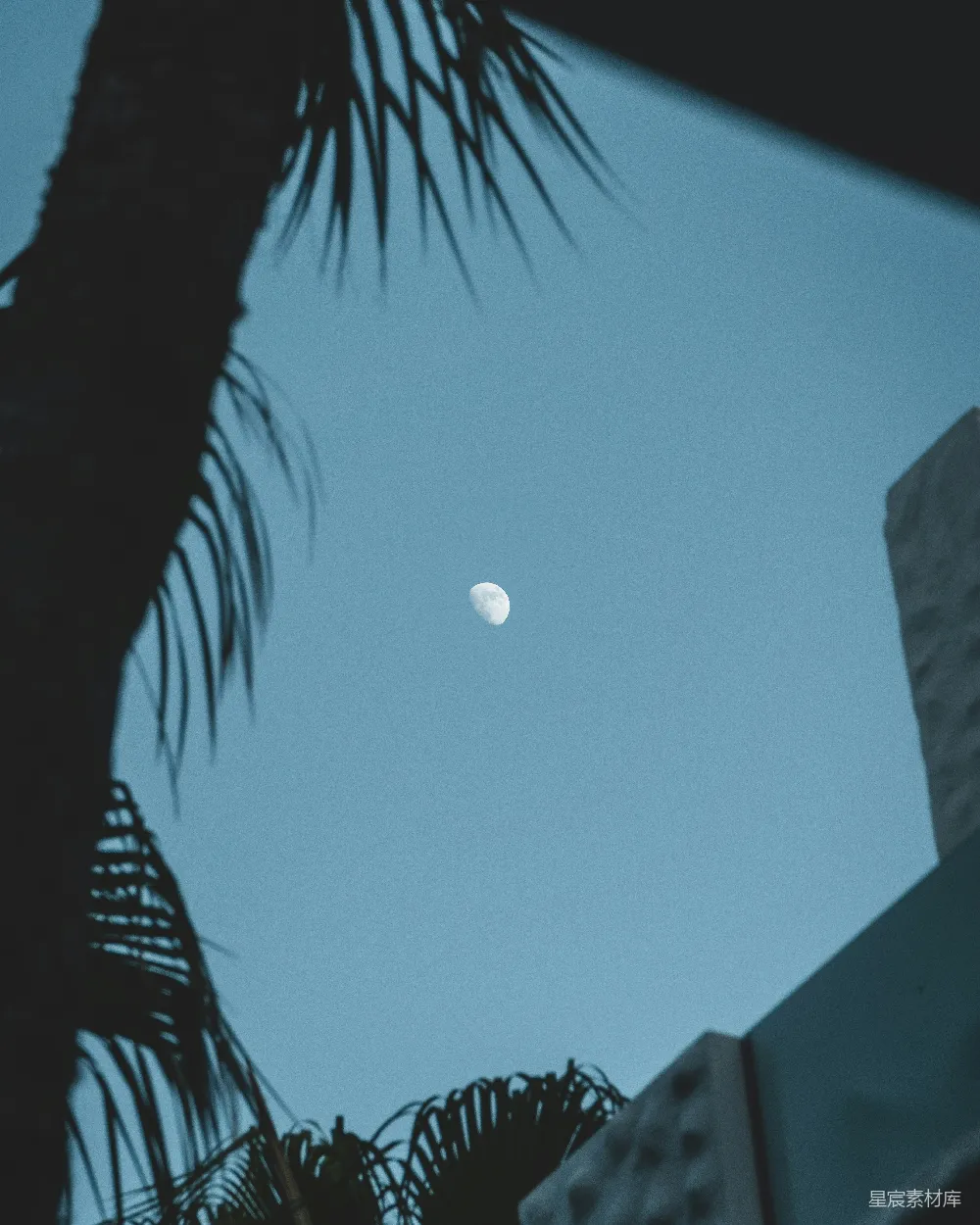 高清摄影 月亮 棕榈树 夜晚 城市 自然 月夜下的棕榈树