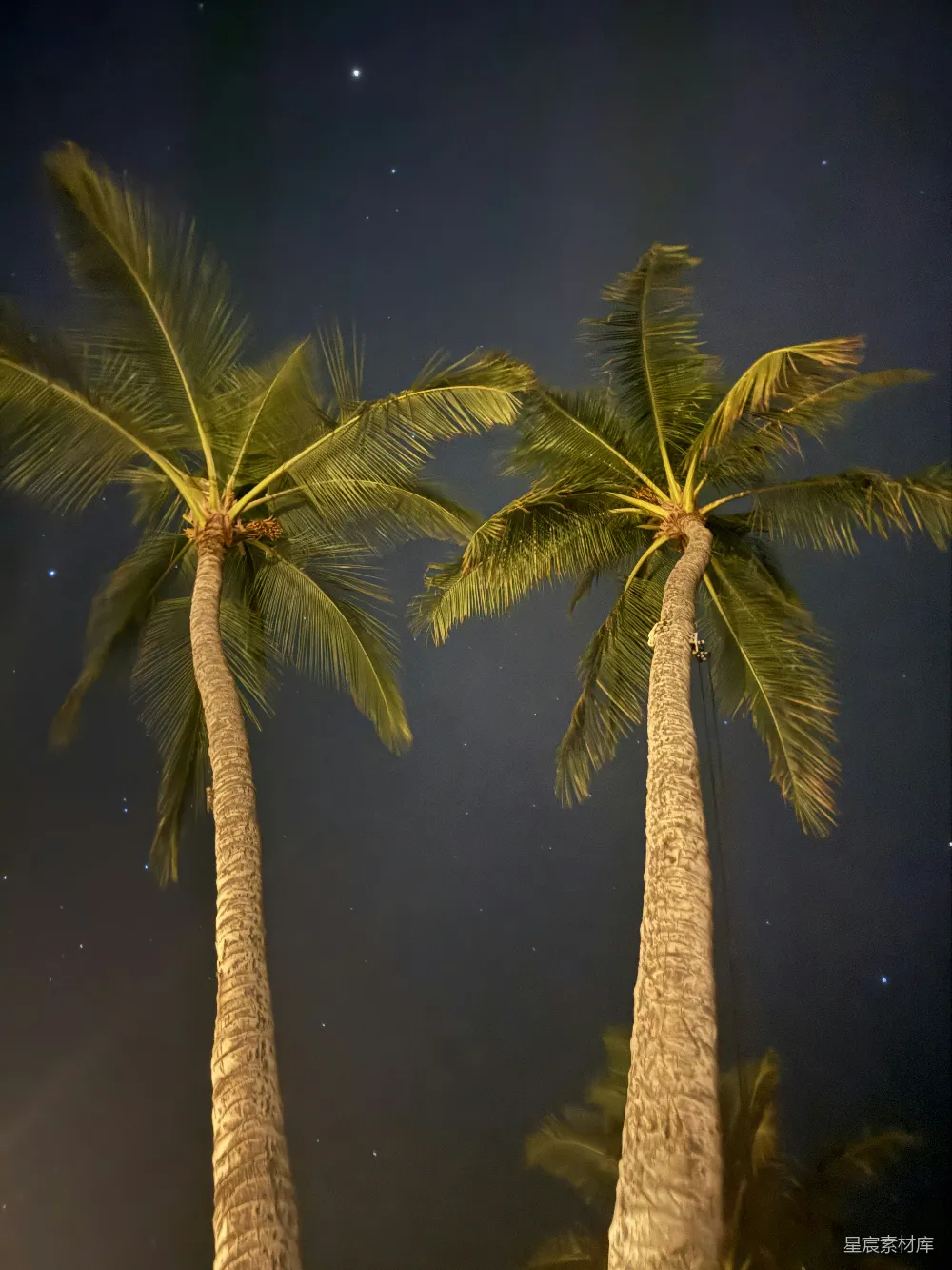 高清摄影 椰子树 夜景 星空 自然风光 宁静 夜空下的椰子树