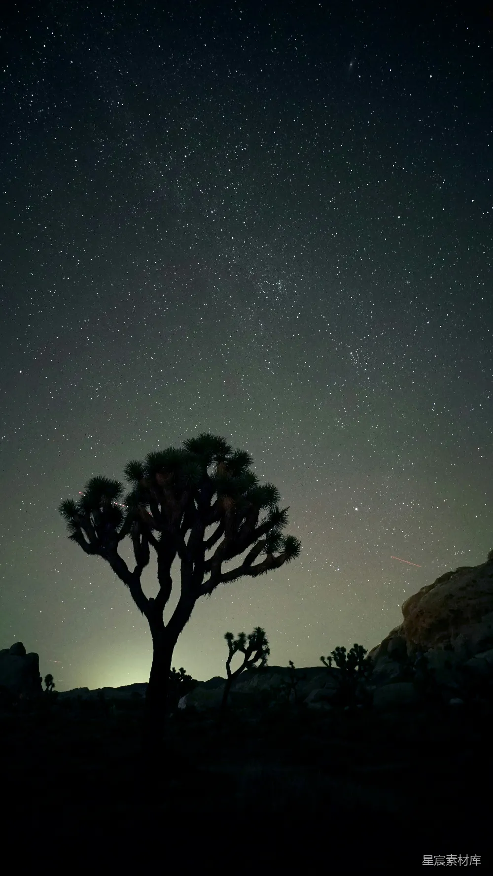 高清摄影 夜景 自然 沙漠 星河 静谧 夜空下的约书亚树
