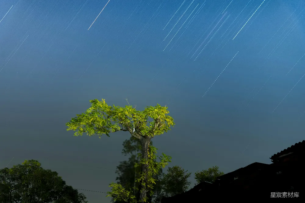 高清摄影 夜空 古树 星轨 自然 宁静 夜空下的古树与星轨
