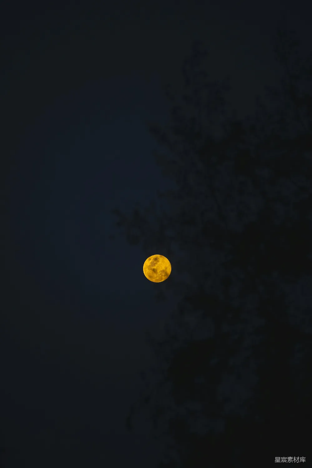 这张图片展示了一个宁静的夜晚，一轮明亮的满月悬挂在深邃的夜空中。月光透过稀疏的树枝洒下柔和的光芒，营造出一种静谧而神秘的氛围。适合用作壁纸、背景图或用于表达宁静、自然的主题。