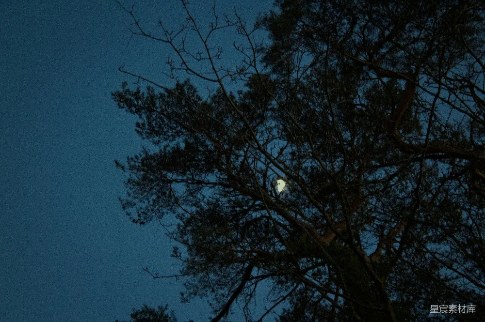高清摄影 自然 夜晚 宁静 松树 月光 月光透过松树