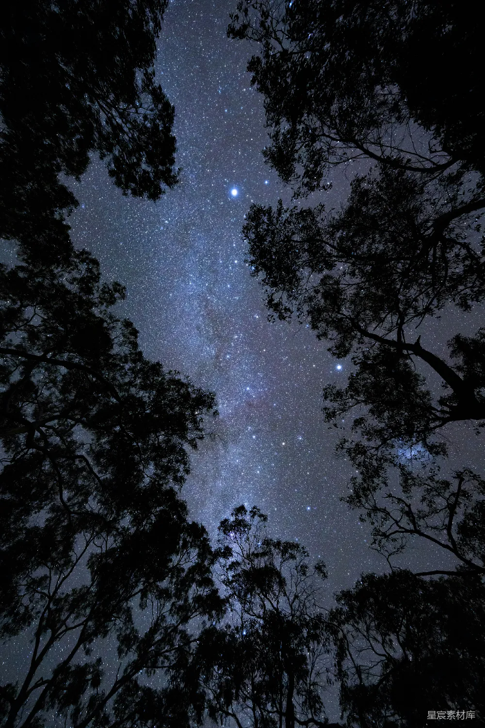 高清摄影 星空 自然 宁静 夜晚 树木 夜空下的树梢