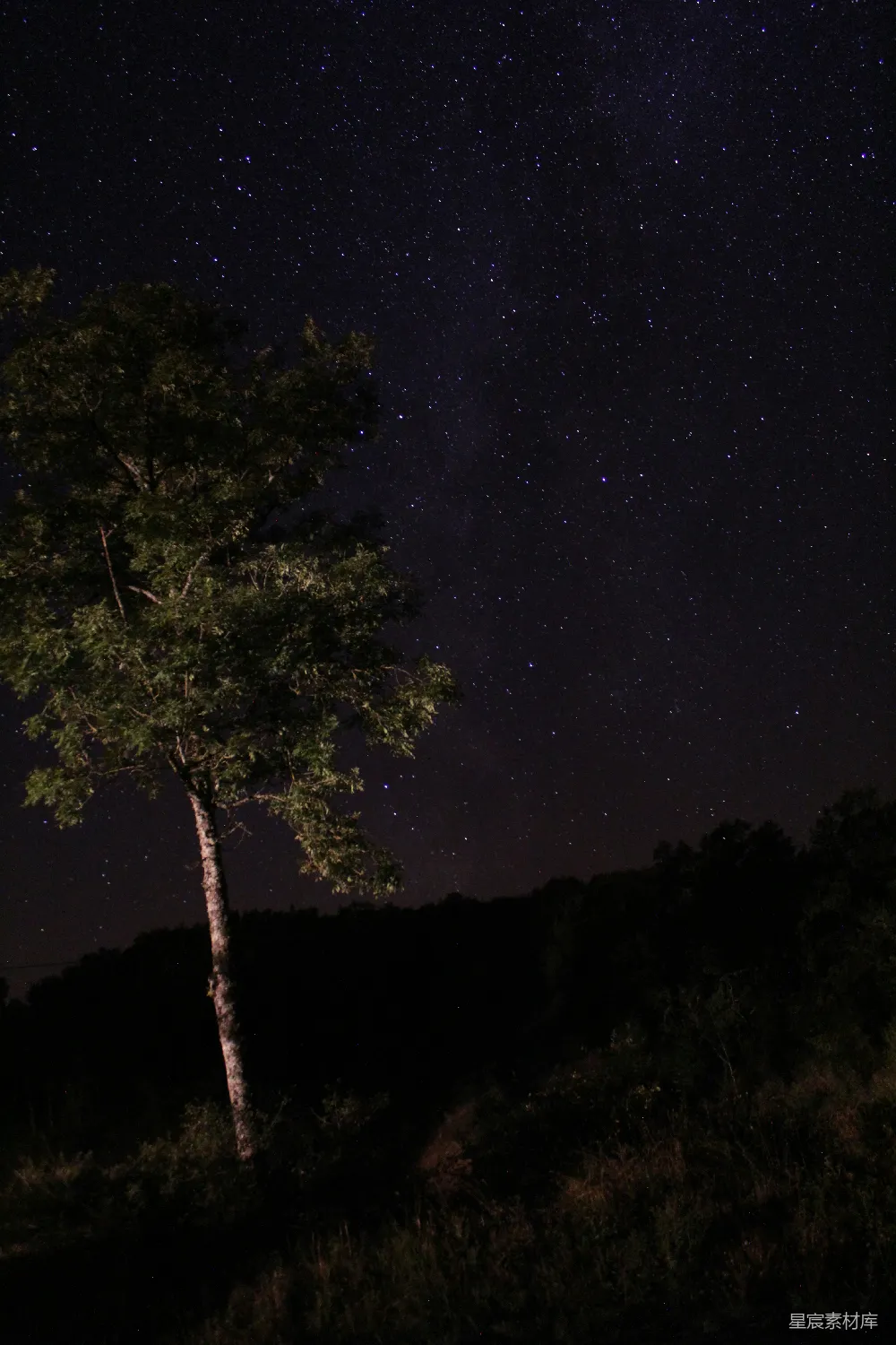 高清摄影 夜空 星空 自然 宁静 孤独 夜空下的孤树