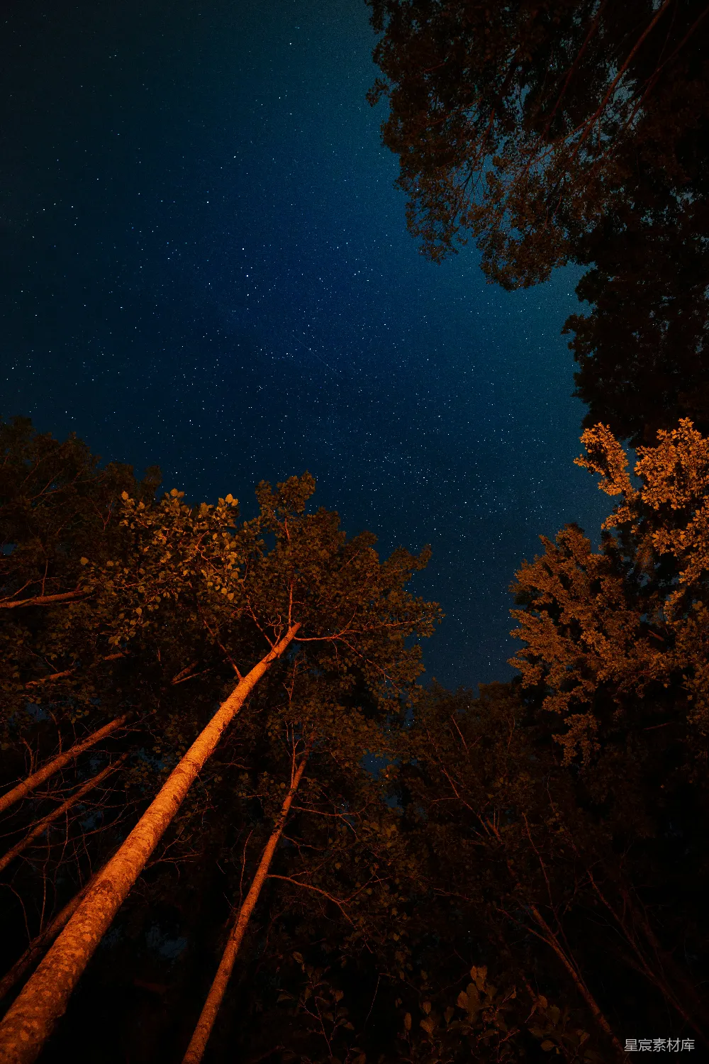 高清摄影 夜空 树木 星空 宁静 自然 夜幕下的林间星空