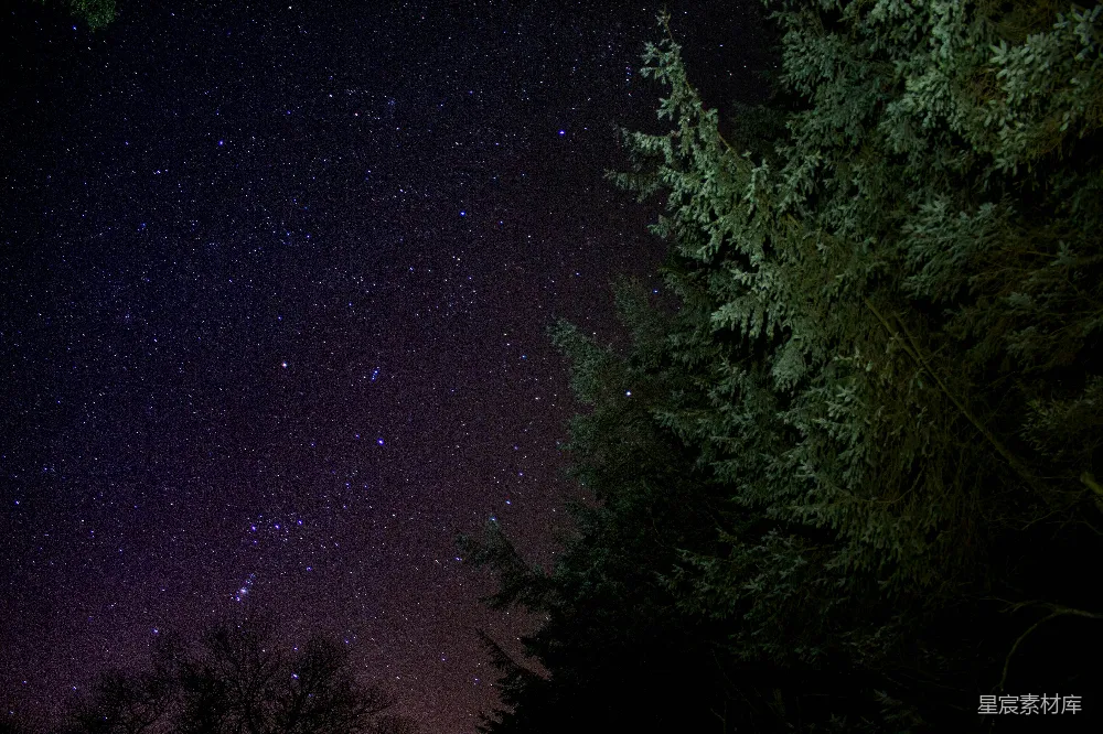 高清摄影 夜空 星星 松树 宁静 自然 夜空下的松树