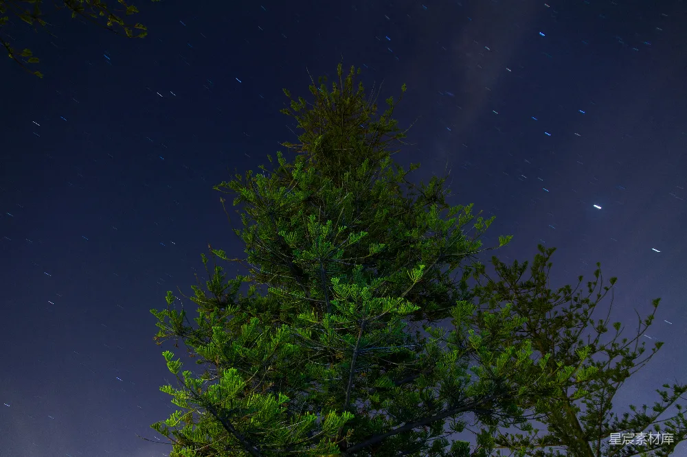 高清摄影 夜景 松树 星空 自然 宁静 夜空下的松树