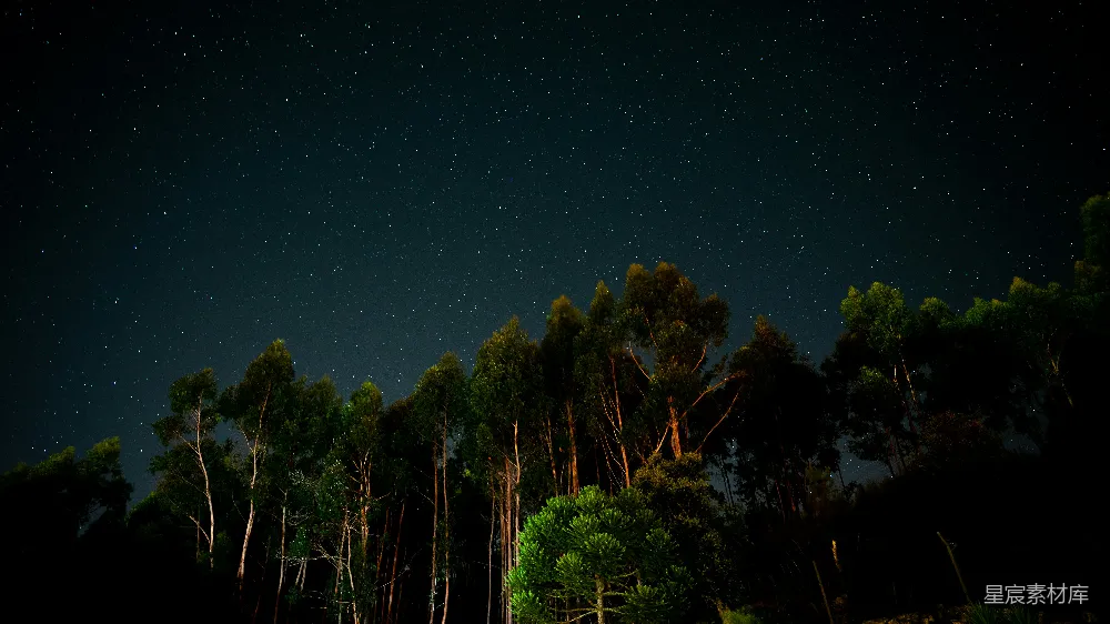 高清摄影 夜景 星空 自然 宁静 森林 夜空下的森林