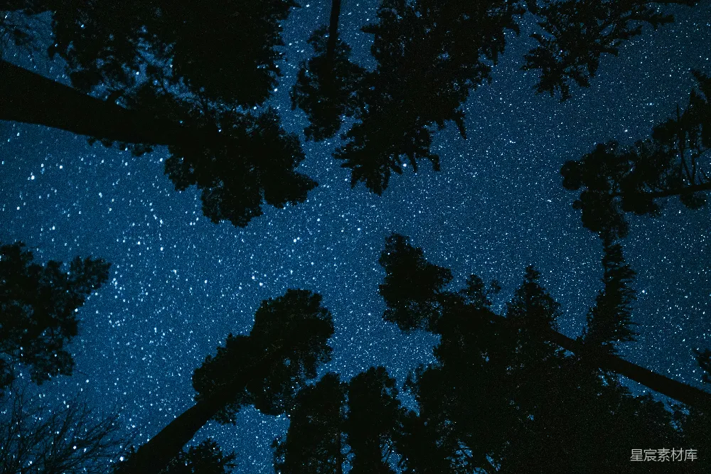 这张图片展示了夜晚星空下的森林剪影。深蓝色的夜空点缀着无数闪烁的星星，树木的轮廓在夜色中显得格外突出。这种场景常用于表现宁静、自然和神秘的氛围，适合用作自然风光、夜景或宁静生活主题的背景素材。