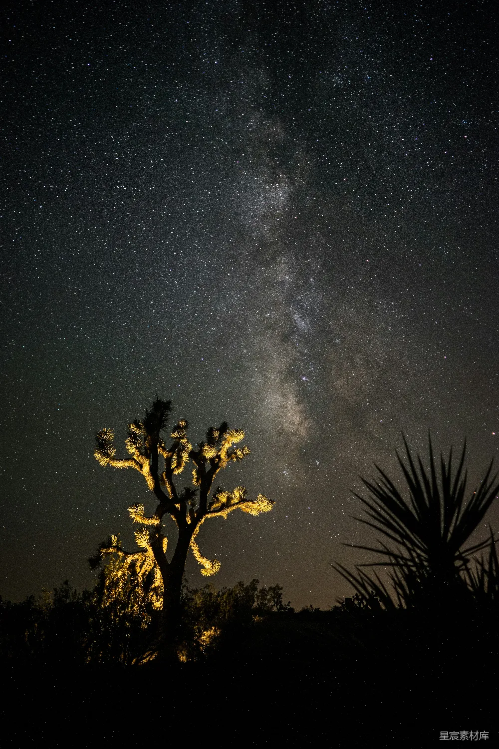 高清摄影 夜晚 沙漠 银河 自然 宁静 星夜下的沙漠植物