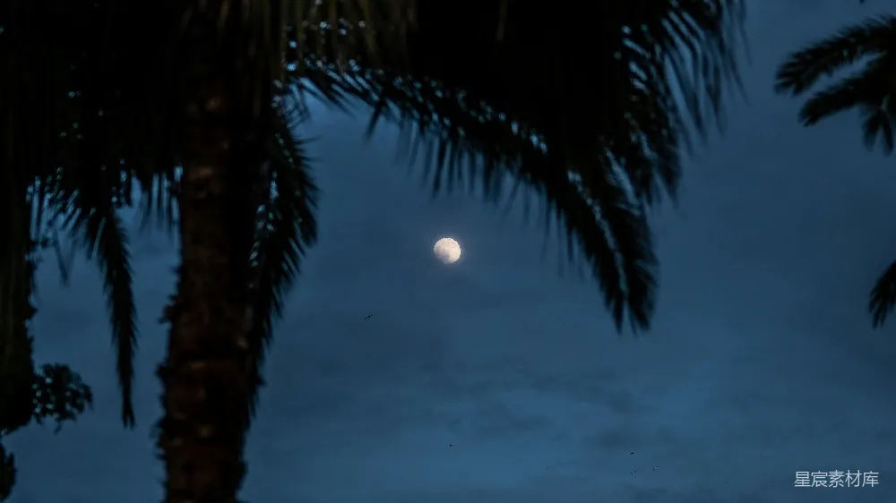 高清摄影 月亮 夜晚 棕榈树 自然风光 宁静 夜晚的棕榈树与月亮