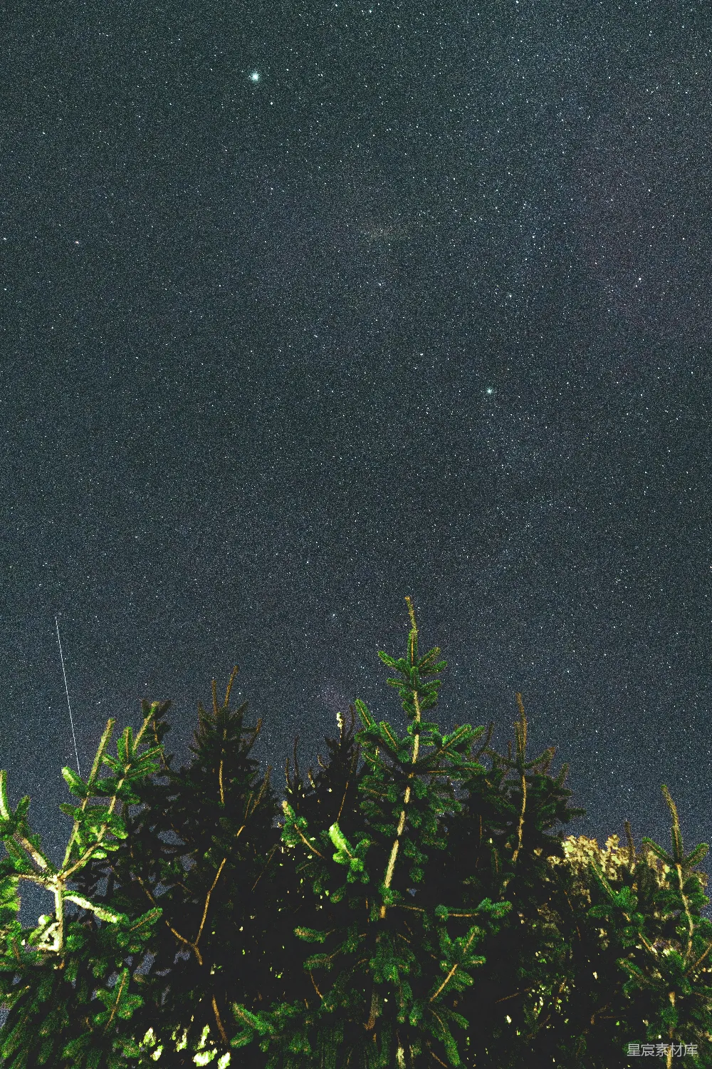 高清摄影 夜空 星星 松树 自然 宁静 夜空下的松树