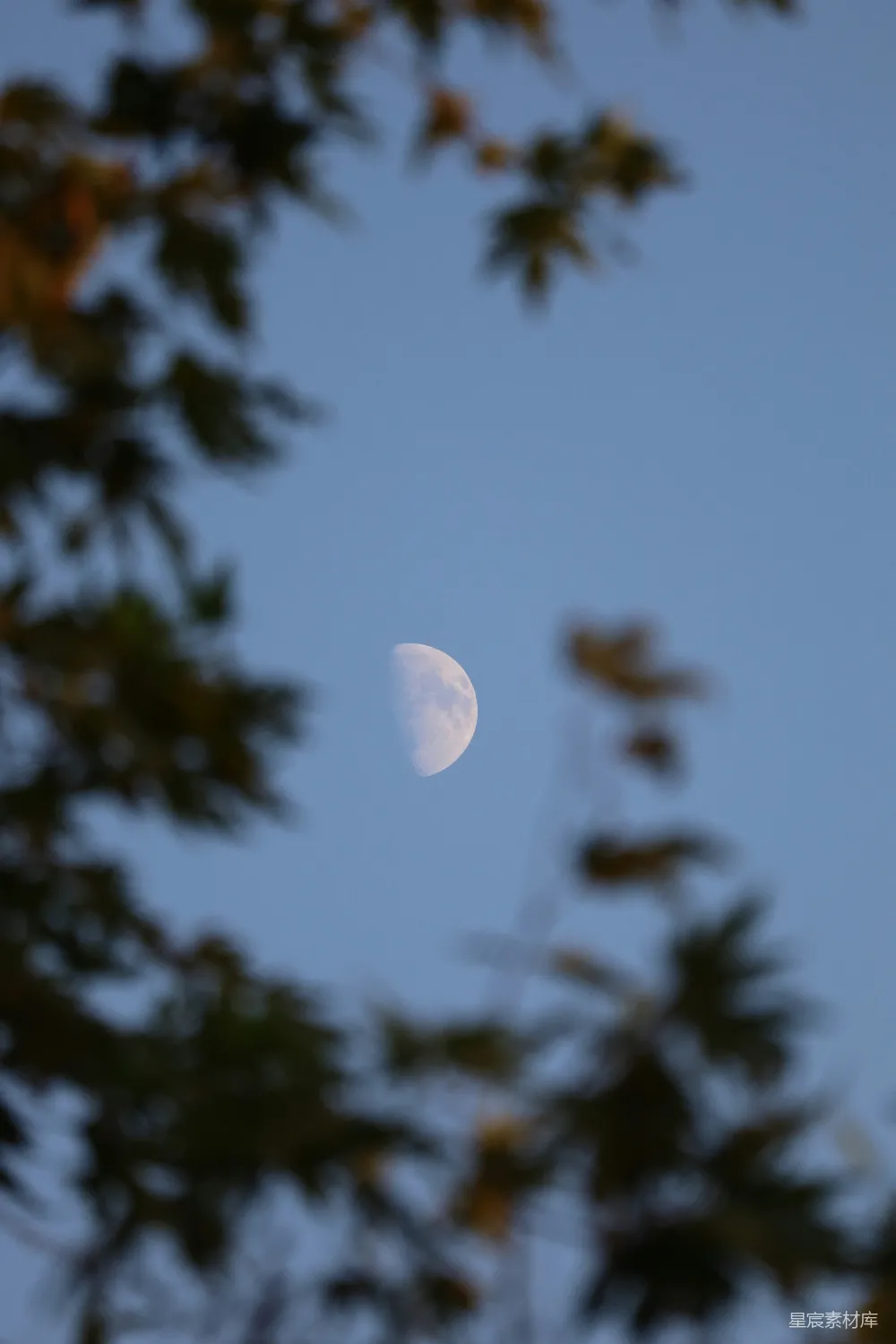 这张图片捕捉到了一个宁静的夜晚，月亮在天空中若隐若现，被模糊的树叶围绕，营造出一种宁静而神秘的氛围。画面中，月亮的柔和光芒与树叶的深色形成了鲜明的对比，给人一种平静和放松的感觉，适合用作自然风光或宁静场景的素材。